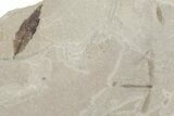 Fossil Sumac Leaf with Crane Fly - Green River Formation, Utah #360310-1